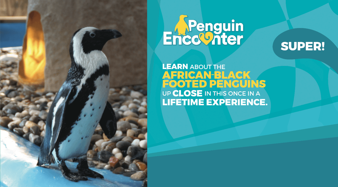 penquin-encounter.png